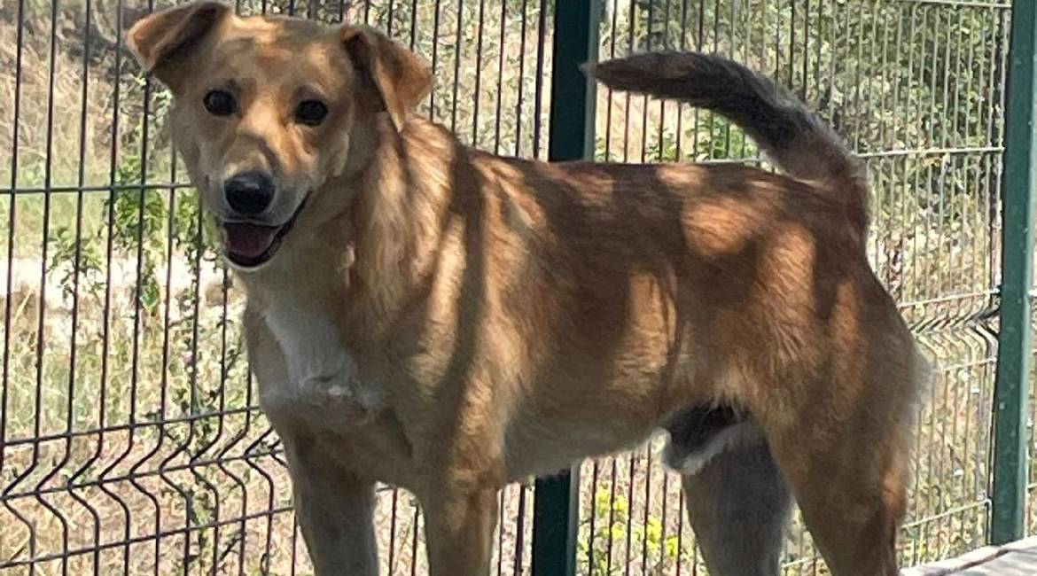 Chiens à adopter