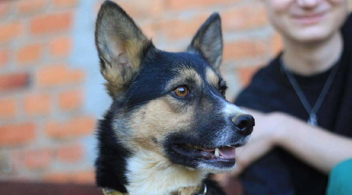 Chiens à adopter