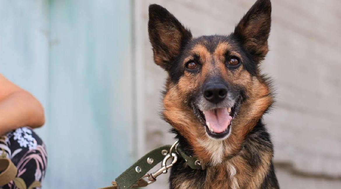 Chiens à adopter