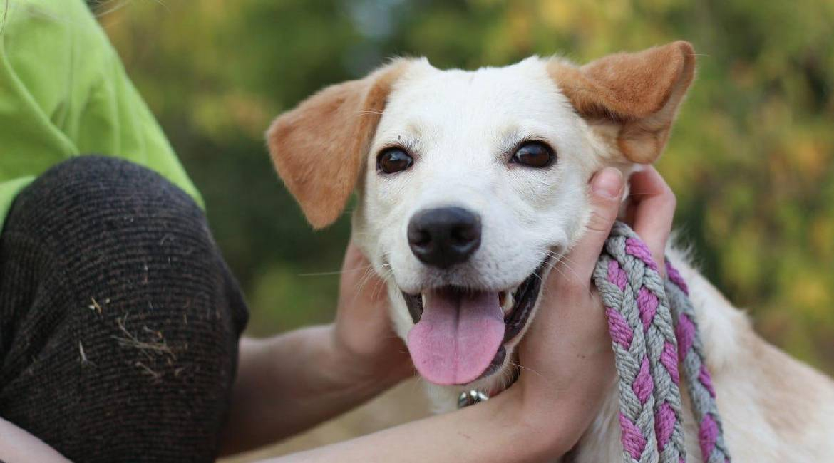 Chiens à adopter