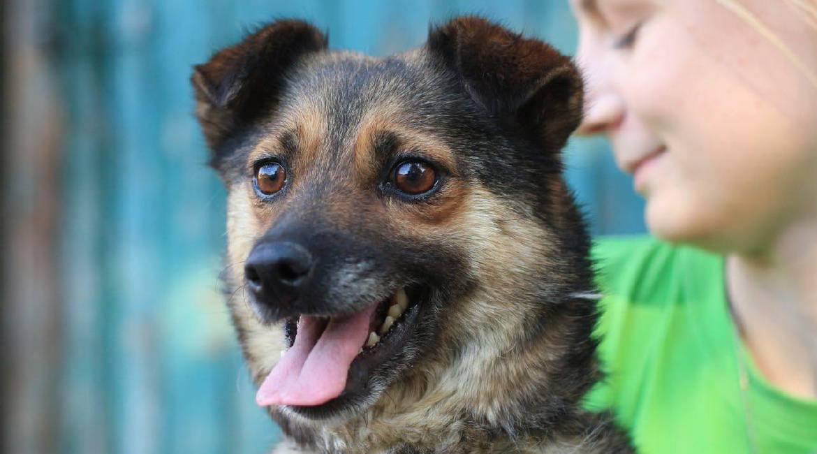 Chiens à adopter