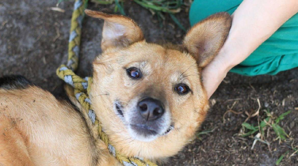 Chiens à adopter