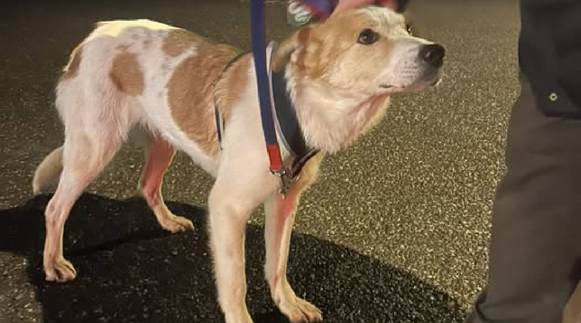 Chiens à adopter