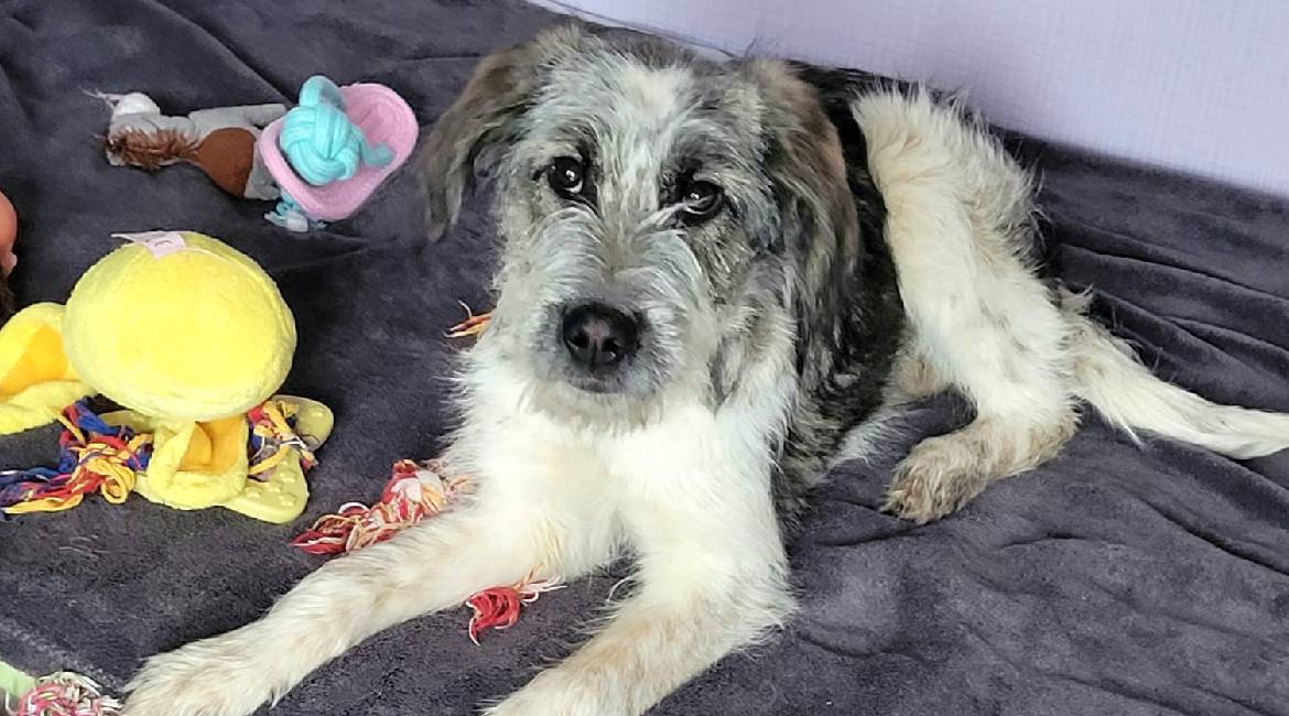 Chiens à adopter