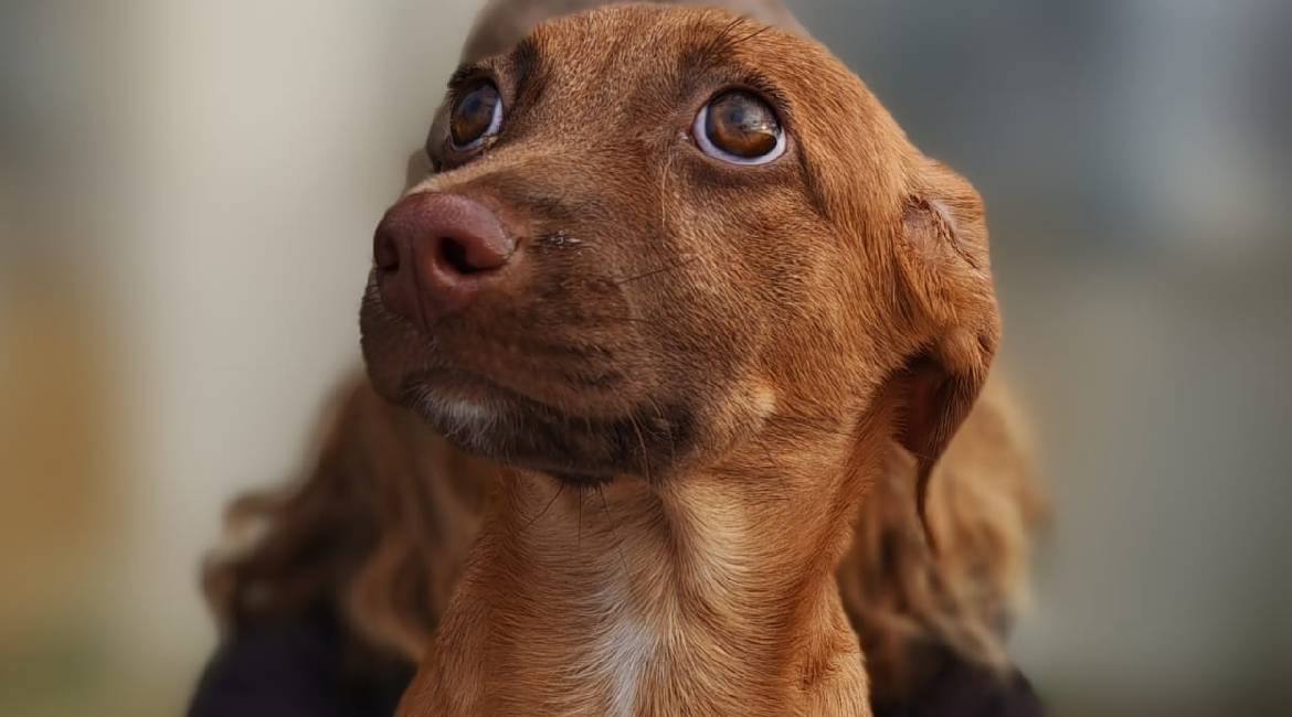 Chiens à adopter