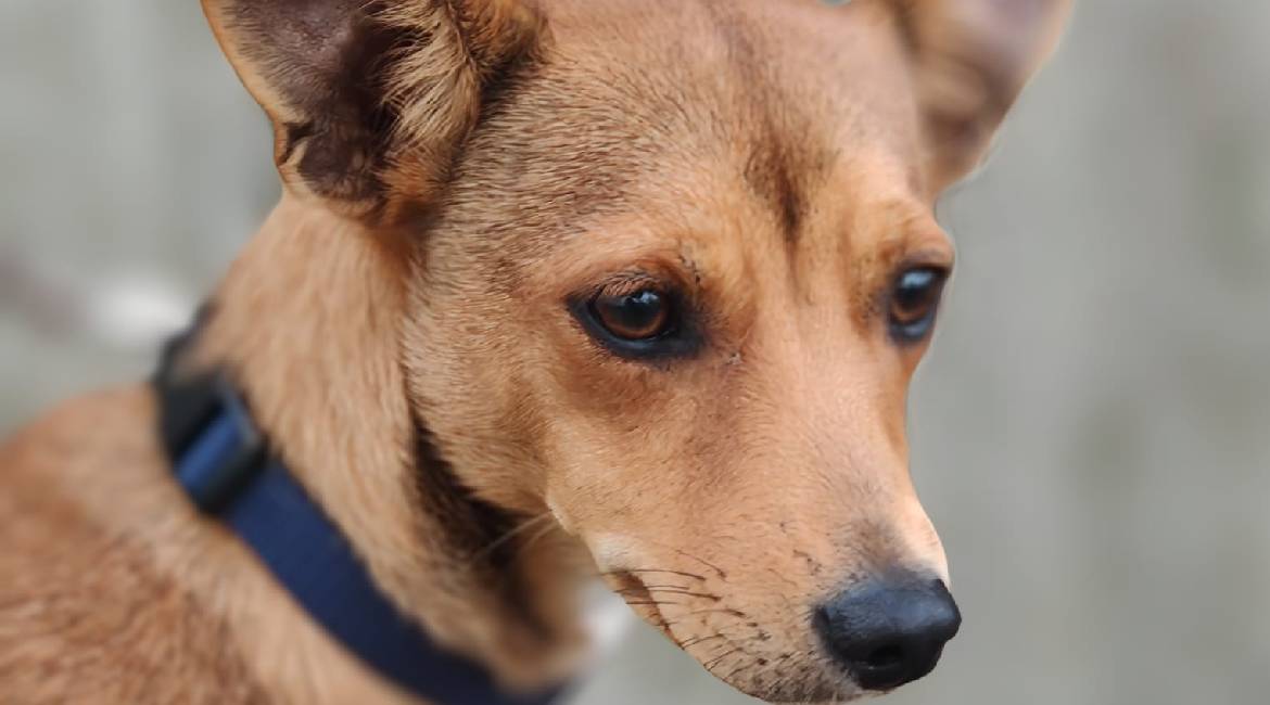 Chiens à adopter