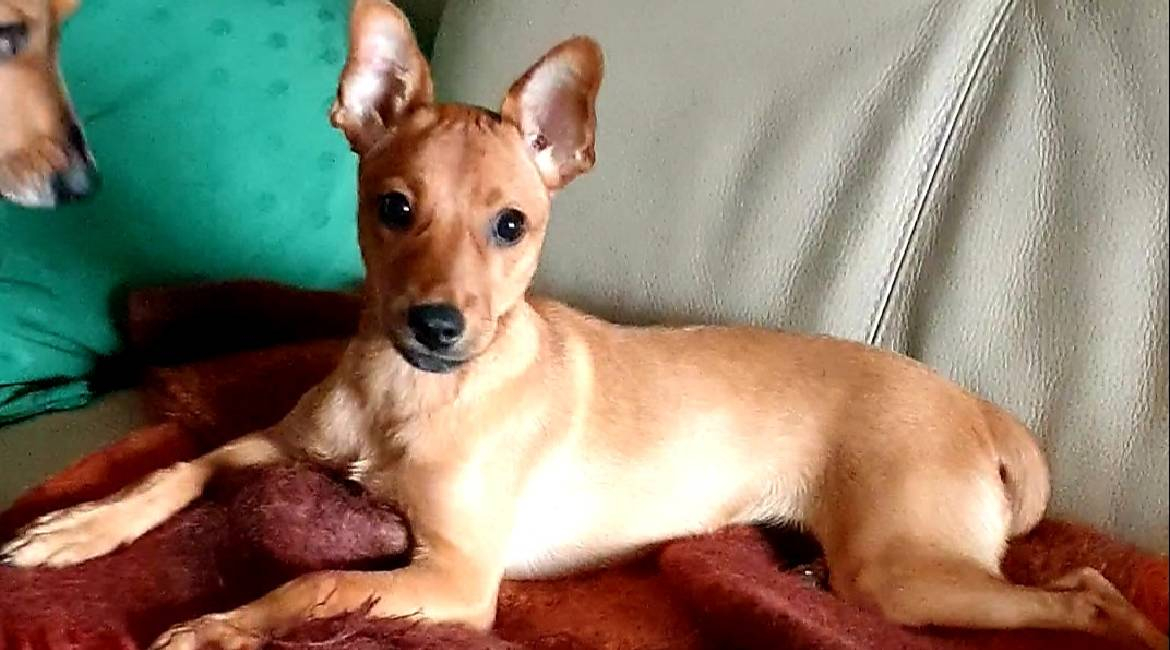 Chiens à adopter