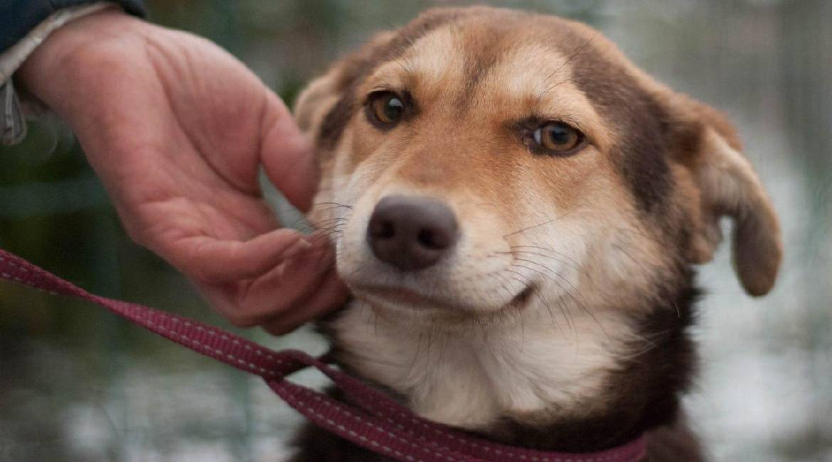 Chiens à adopter