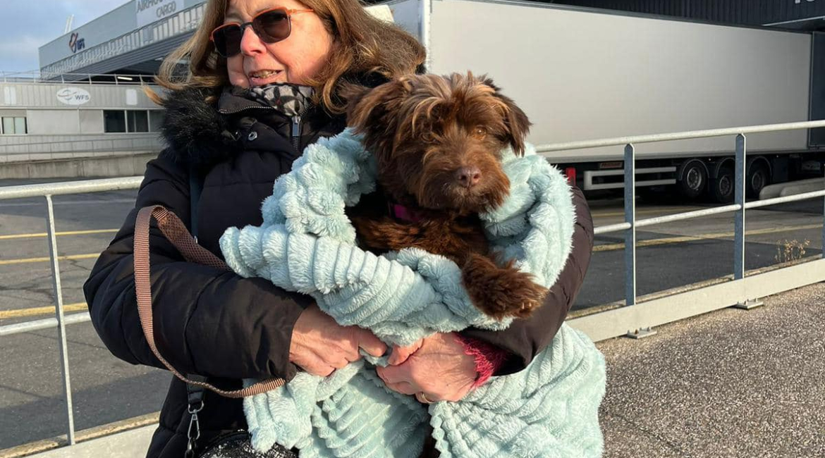 Chiens à adopter