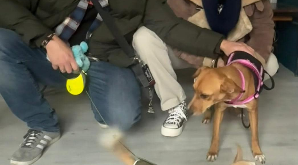 Chiens à adopter
