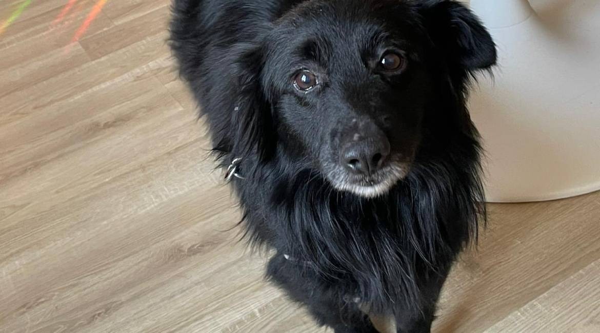 Chiens à adopter