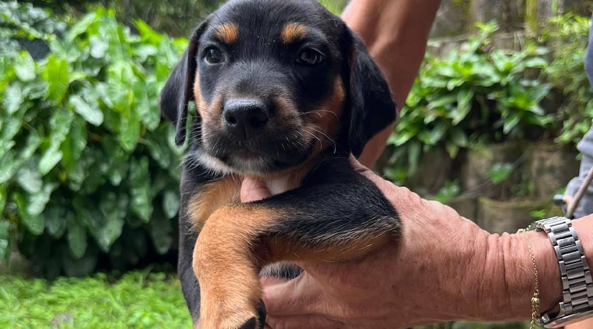 Chiens à adopter