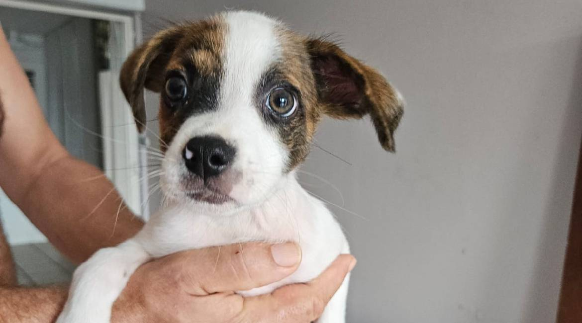 Chiens à adopter