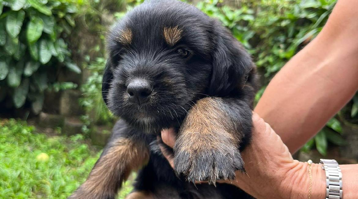 Chiens à adopter