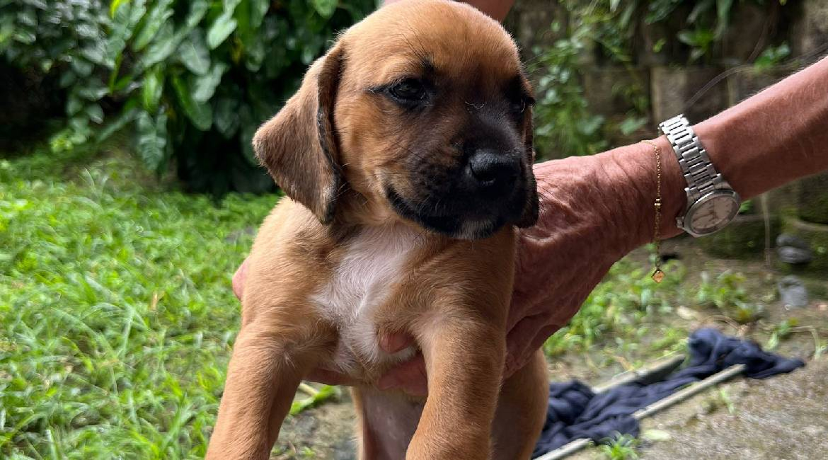 Chiens à adopter