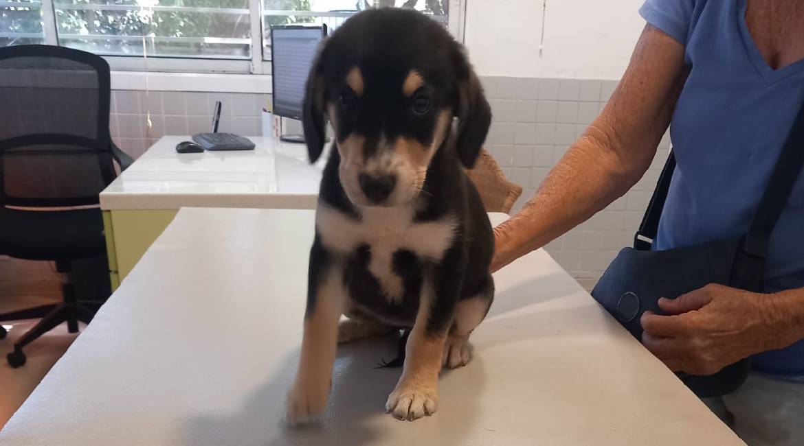 Chiens à adopter