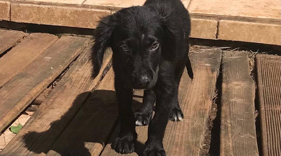 Chiens à adopter