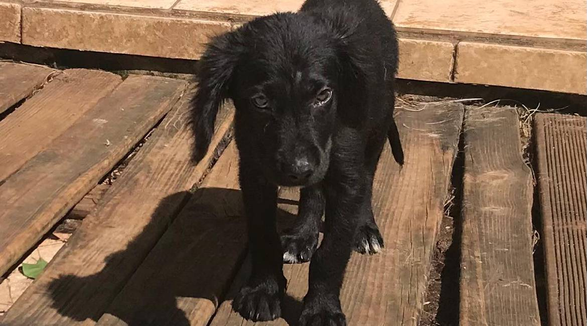 Chiens à adopter