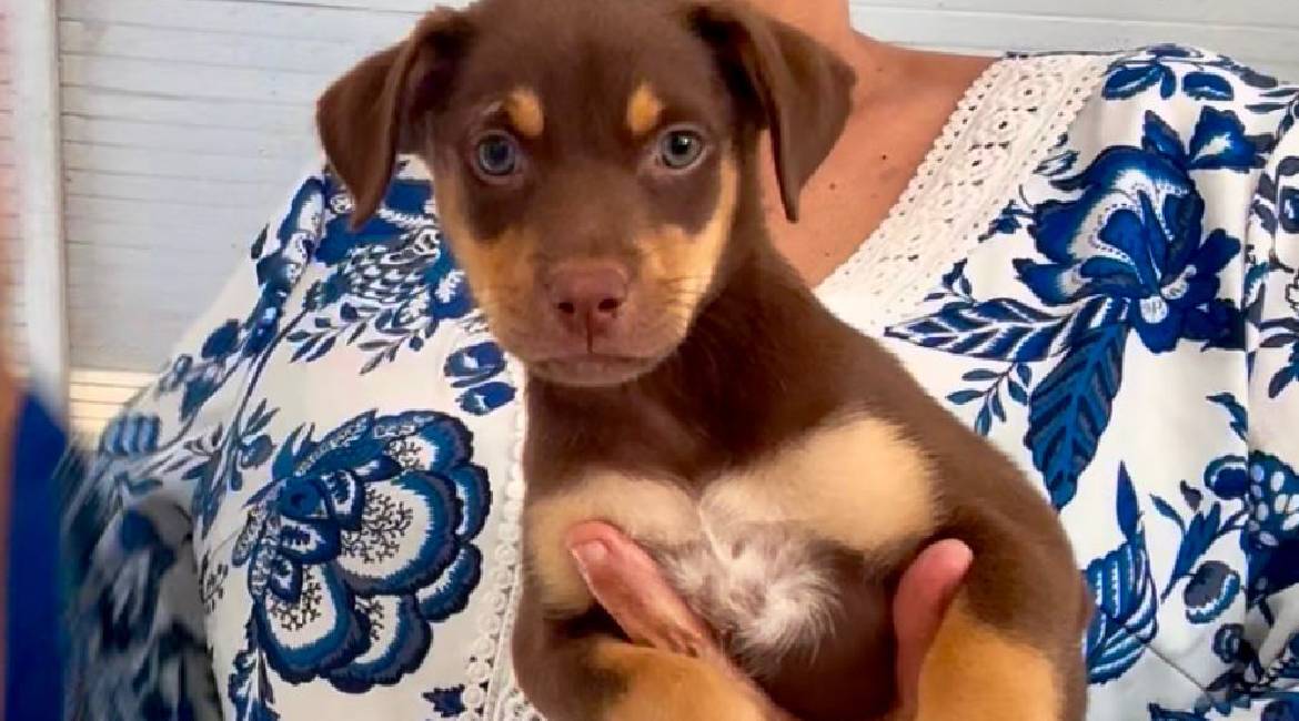 Chiens à adopter