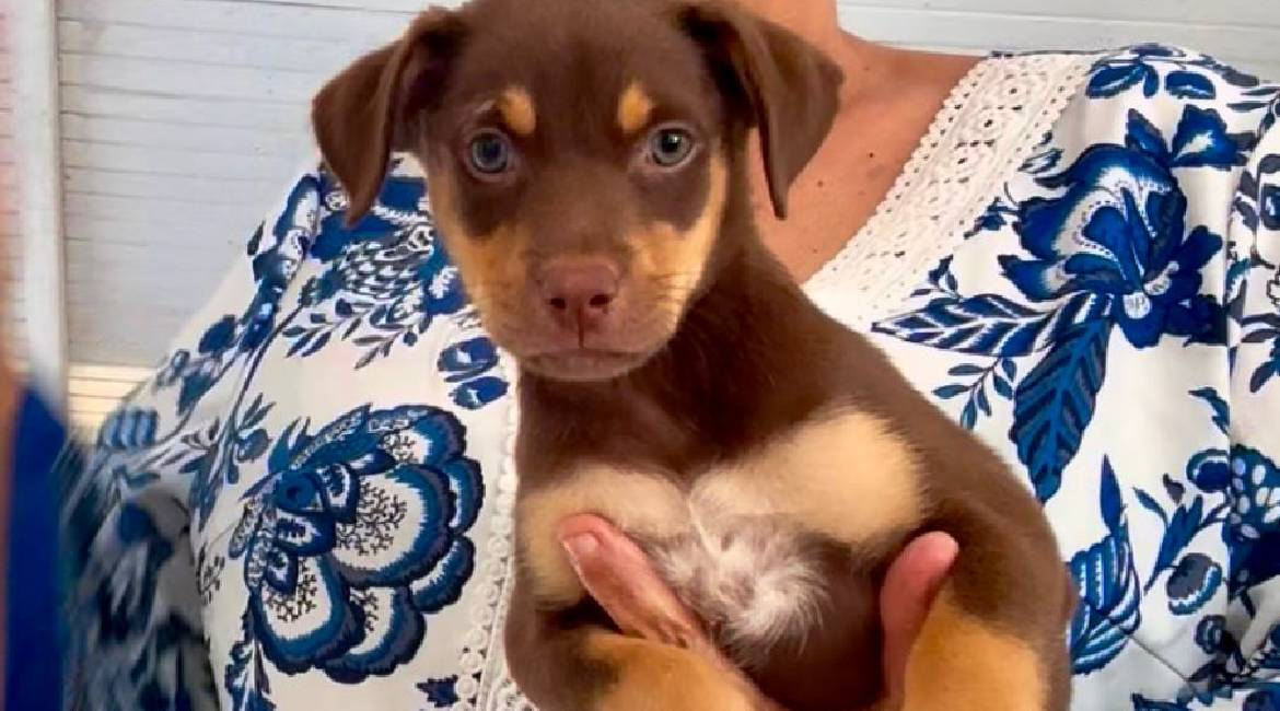 Chiens à adopter