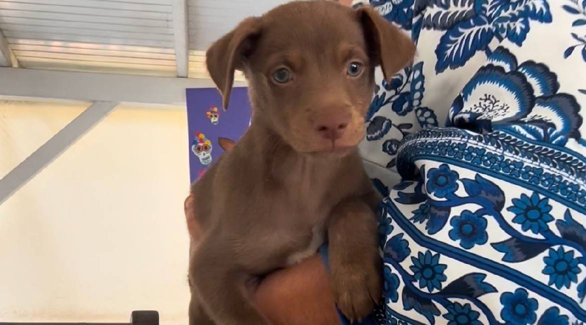 Chiens à adopter