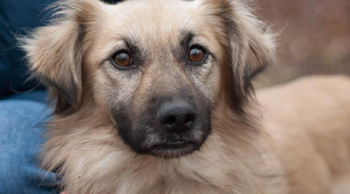 Chiens à adopter