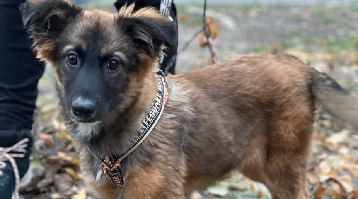 Chiens à adopter