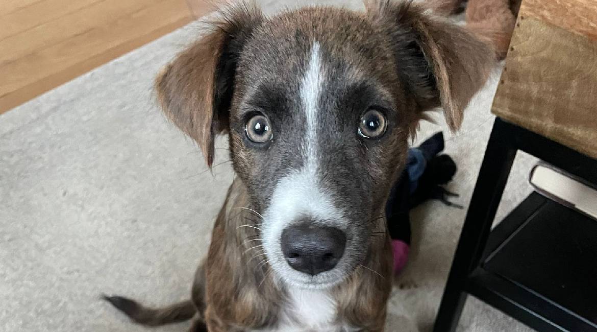 Chiens à adopter