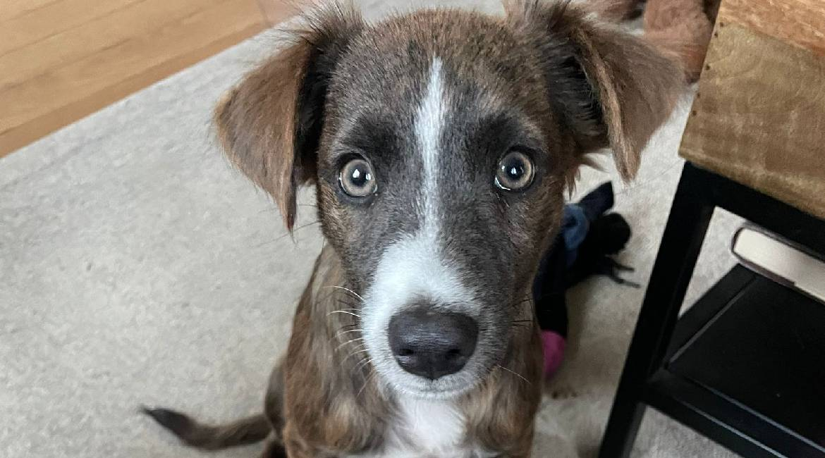 Chiens à adopter