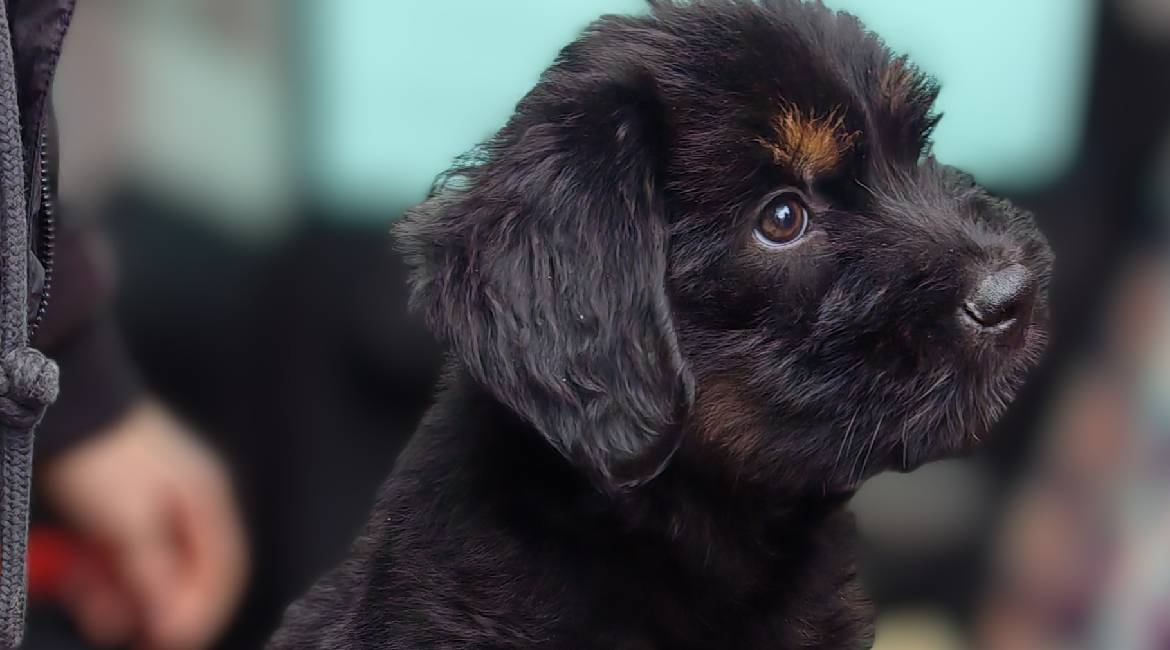 Chiens à adopter