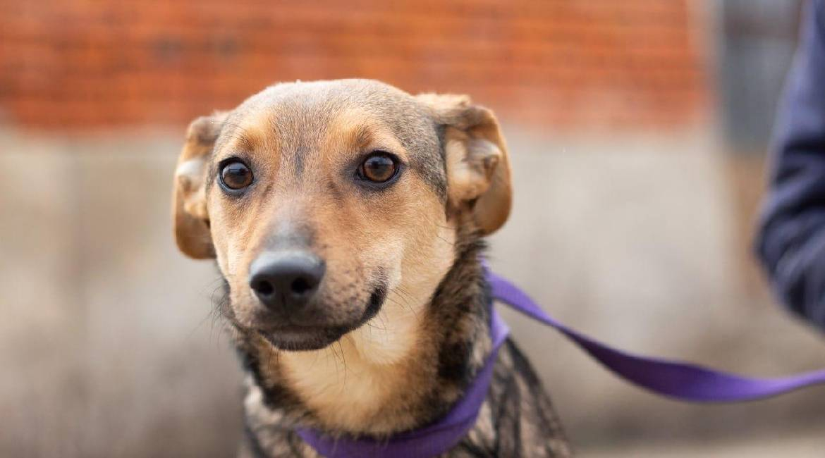 Chiens à adopter