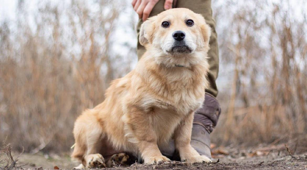 Chiens à adopter