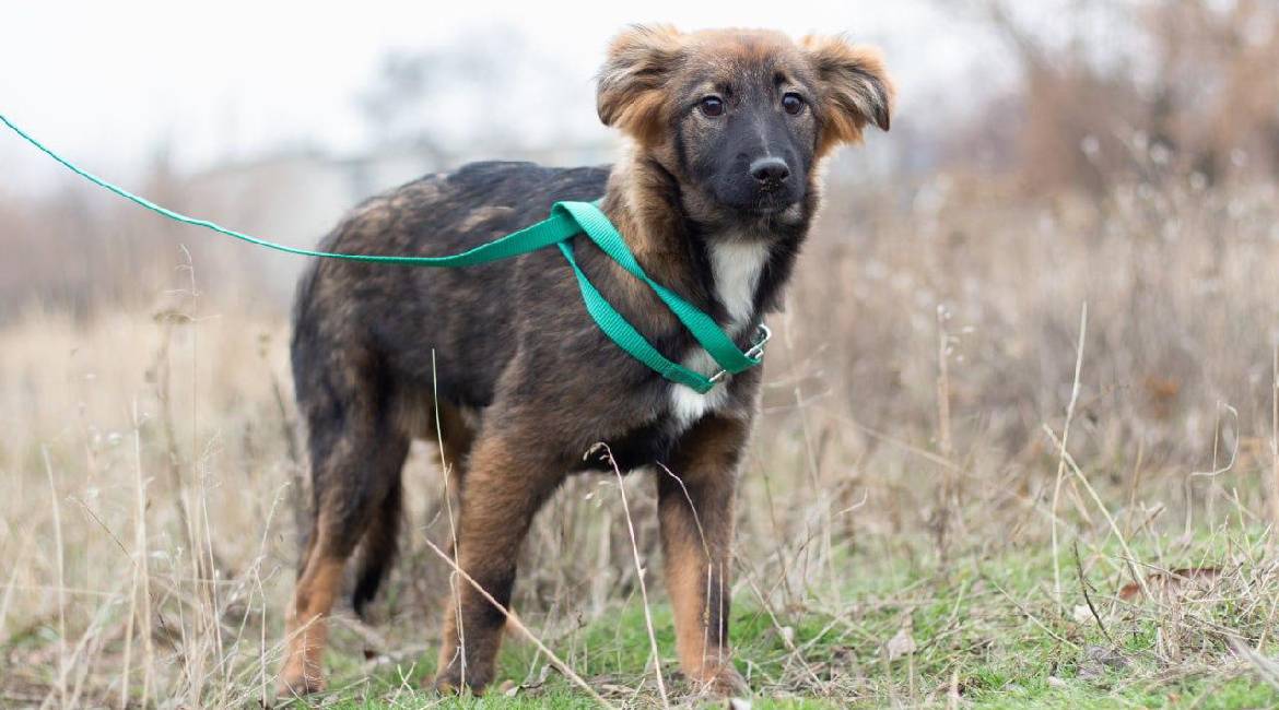 Chiens à adopter
