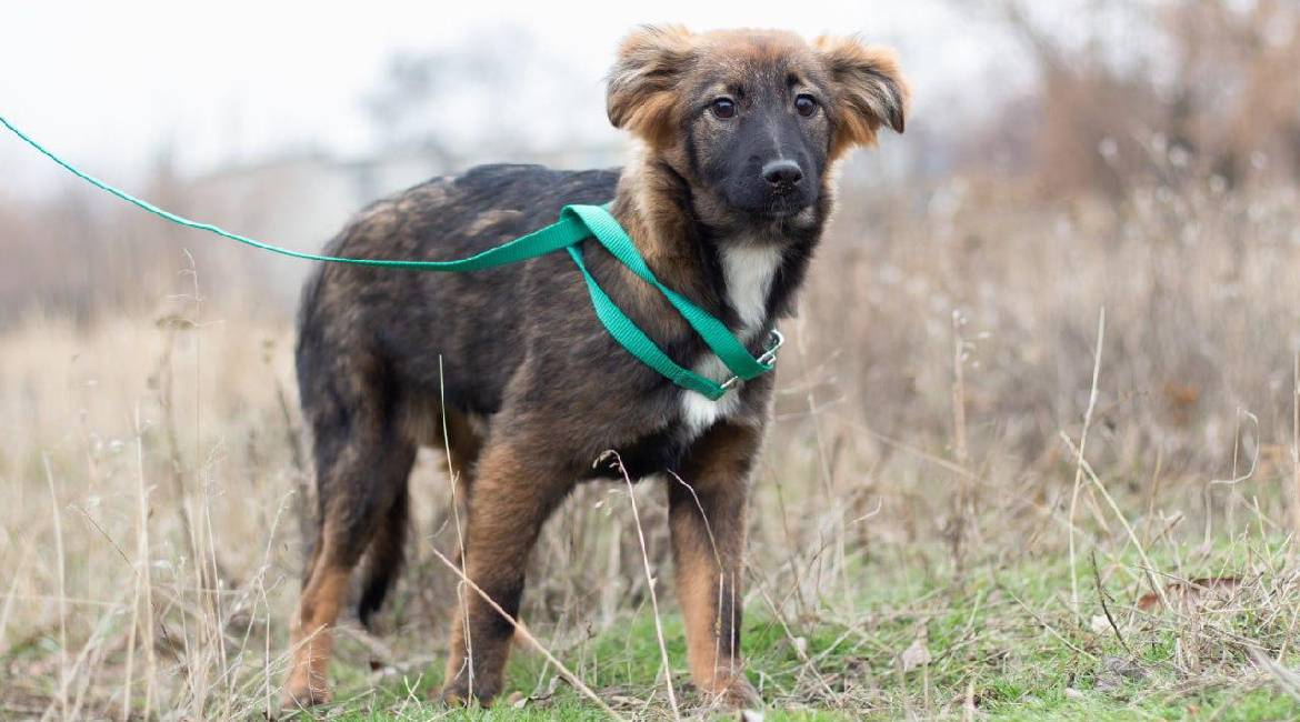 Chiens à adopter