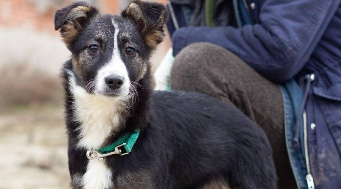 Chiens à adopter