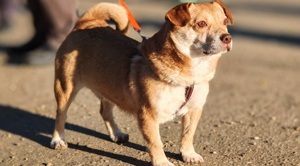 Chiens à adopter