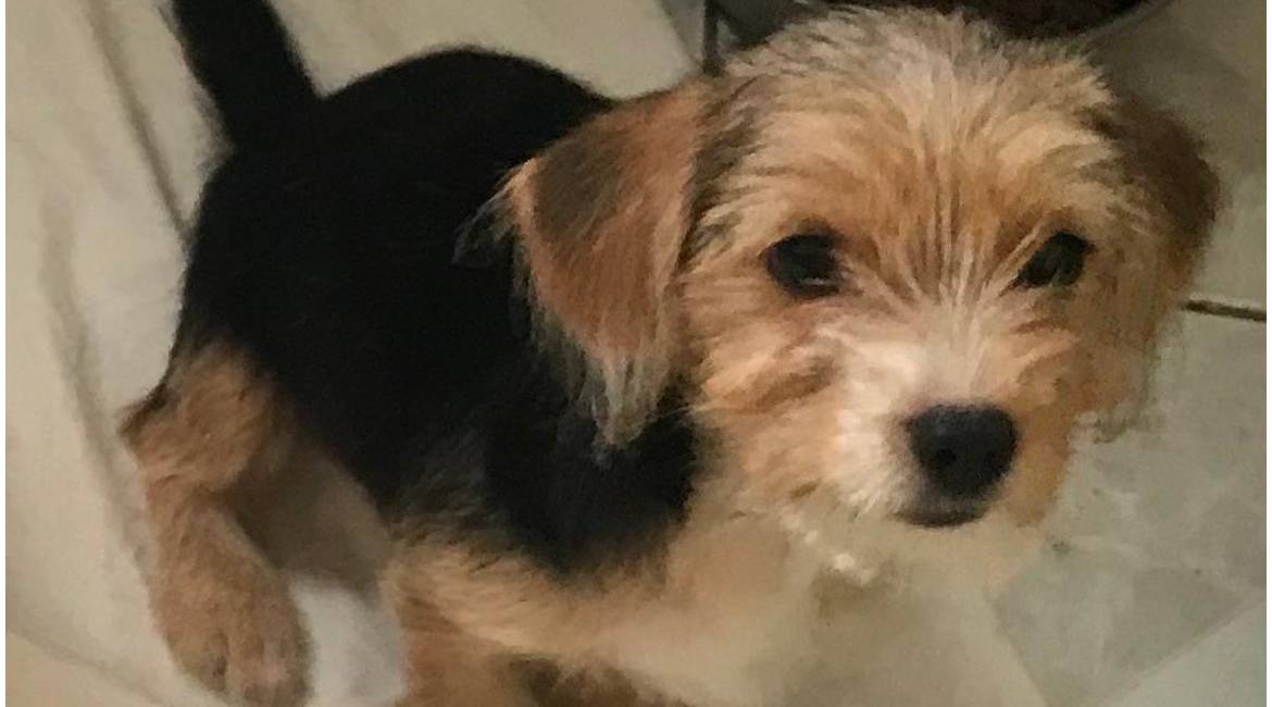 Chiens à adopter