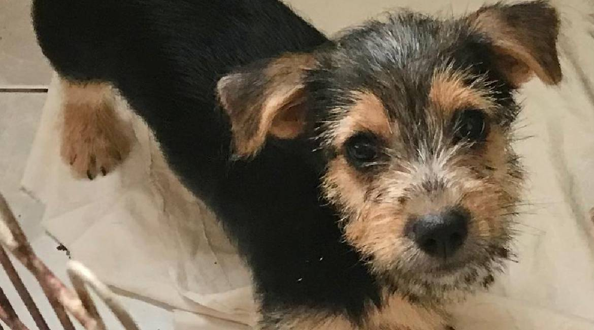 Chiens à adopter