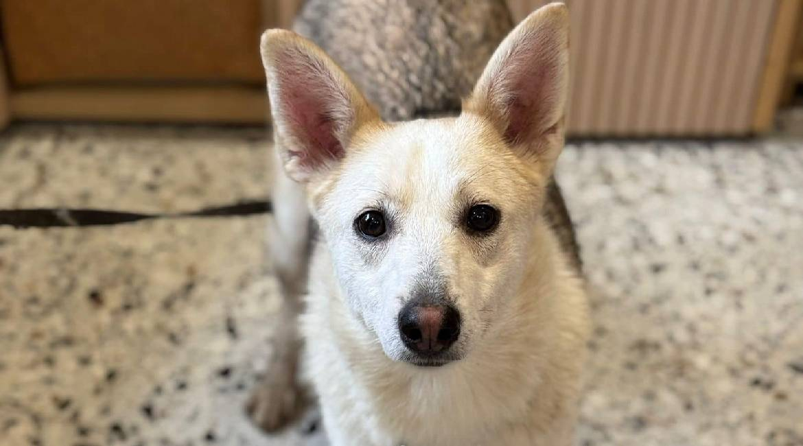 Chiens à adopter