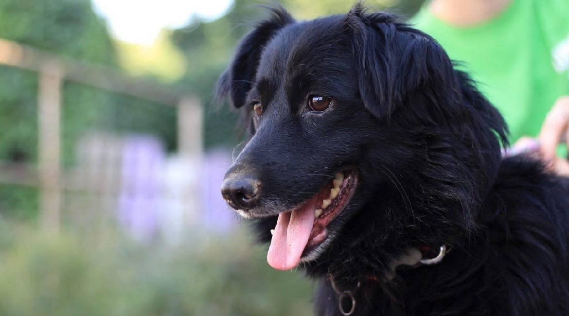 Chiens à adopter
