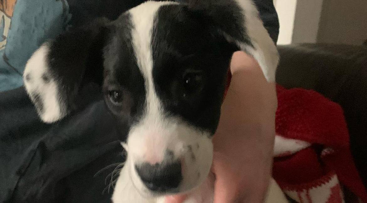 Chiens à adopter