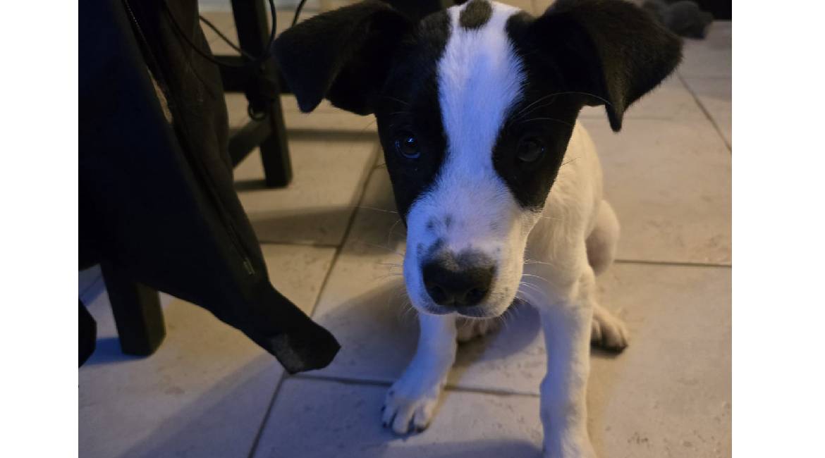 Chiens à adopter