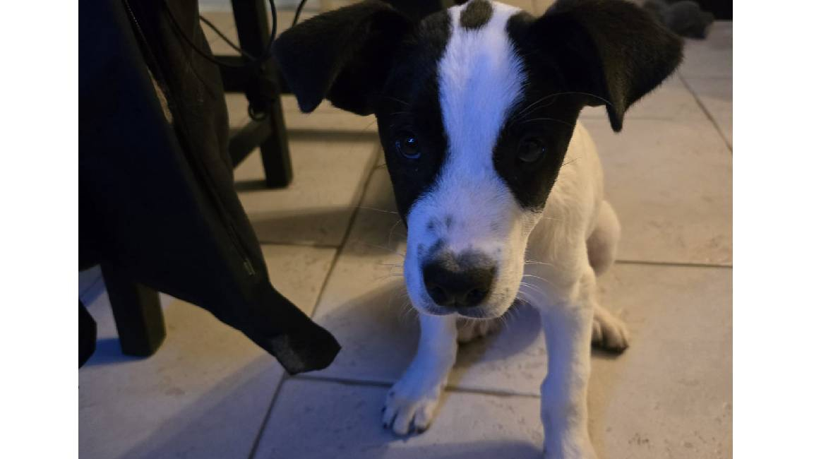 Chiens à adopter