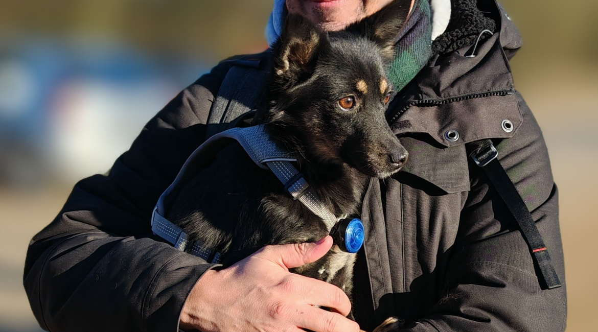 Chiens à adopter
