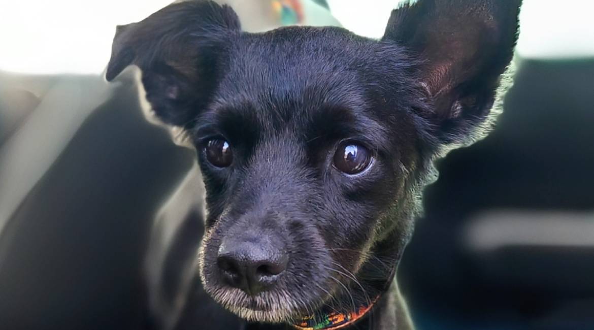 Chiens à adopter