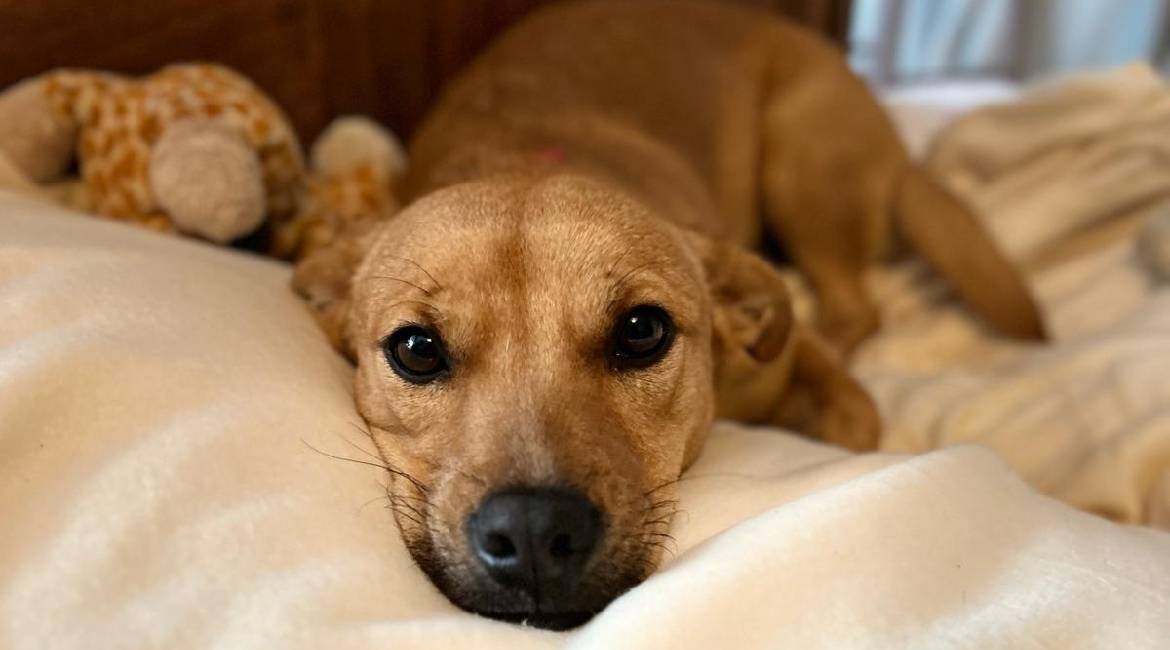 Chiens à adopter