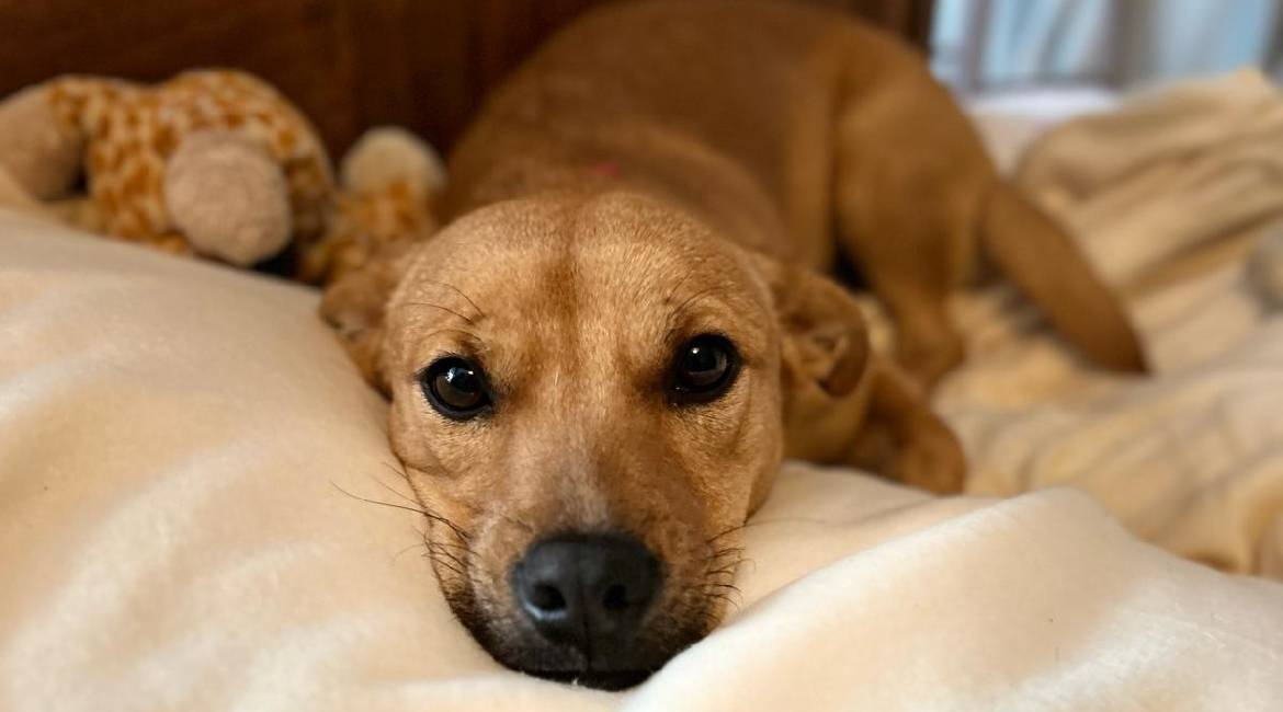 Chiens à adopter