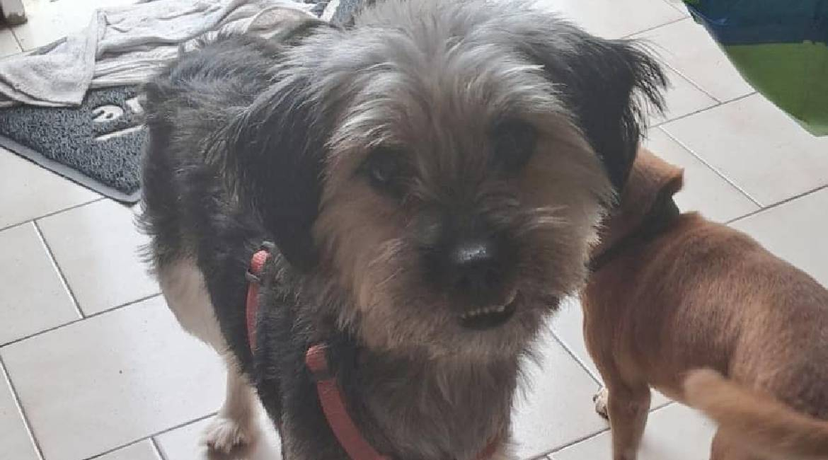Chiens à adopter