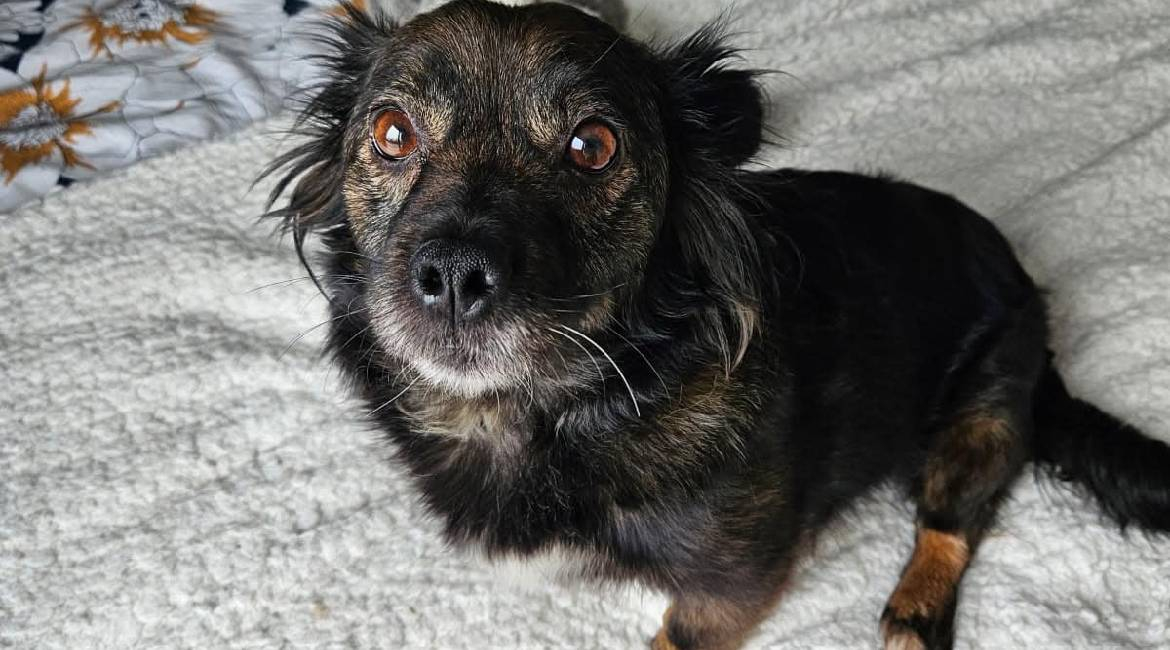 Chiens à adopter