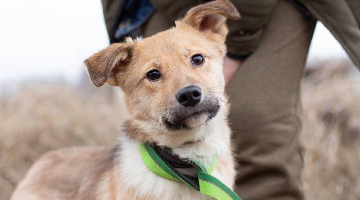 Chiens à adopter